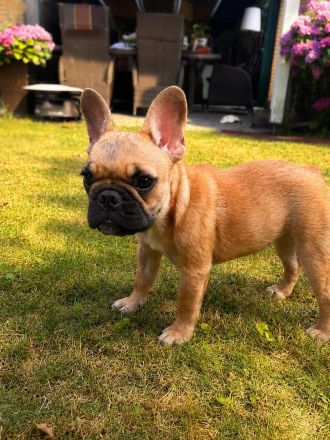 Französische Bulldogge “Kira” – liebevolle junge Hündin sucht ein neues Zuhause