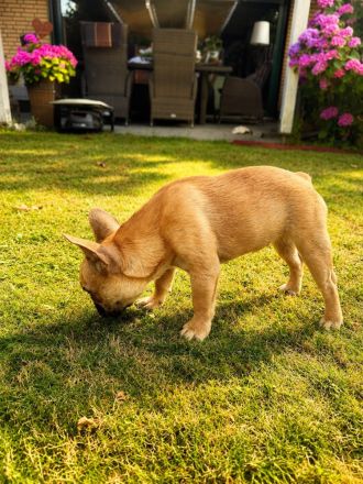 Französische Bulldogge “Kira” – liebevolle junge Hündin sucht ein neues Zuhause