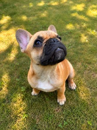 Französische Bulldogge “Kira” – liebevolle junge Hündin sucht ein neues Zuhause