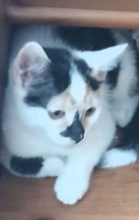 Katze