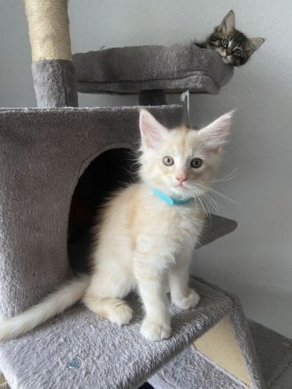 2 zauberhafte Maine Coon Kitten