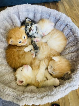 2 zauberhafte Maine Coon Kitten