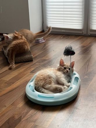 2 zauberhafte Maine Coon Kitten