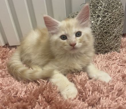 2 zauberhafte Maine Coon Kitten