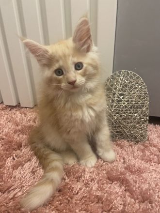 2 zauberhafte Maine Coon Kitten