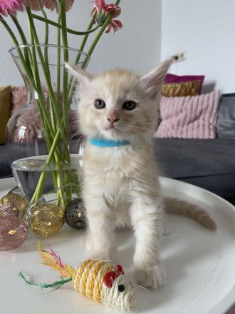 2 zauberhafte Maine Coon Kitten
