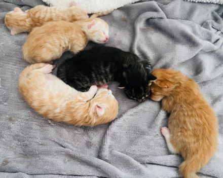 2 zauberhafte Maine Coon Kitten