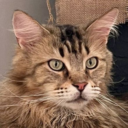 Luis