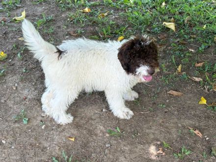 Lagotto Romagnolo Hündin Gina, ENCI-Ahnentafel, Toskana