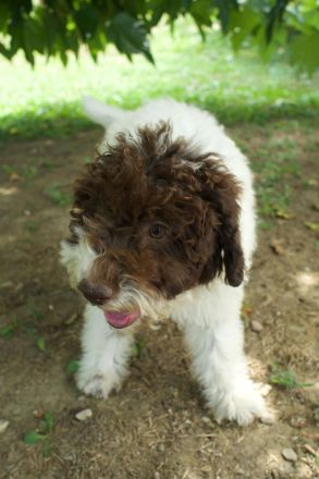Lagotto Romagnolo Hündin Gina, ENCI-Ahnentafel, Toskana