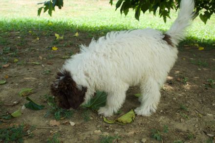 Lagotto Romagnolo Hündin Gina, ENCI-Ahnentafel, Toskana