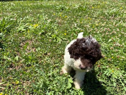 Lagotto Romagnolo Hündin Gina, ENCI-Ahnentafel, Toskana