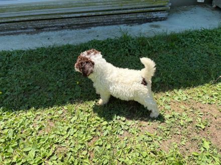 Lagotto Romagnolo Hündin Gina, ENCI-Ahnentafel, Toskana
