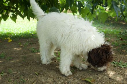Lagotto Romagnolo Hündin Gina, ENCI-Ahnentafel, Toskana