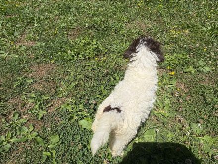Lagotto Romagnolo Hündin Gina, ENCI-Ahnentafel, Toskana