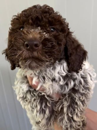 Lagotto Romagnolo Rüde Ugo, ENCI-Ahnentafel, Toskana