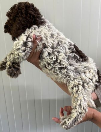 Lagotto Romagnolo Rüde Ugo, ENCI-Ahnentafel, Toskana