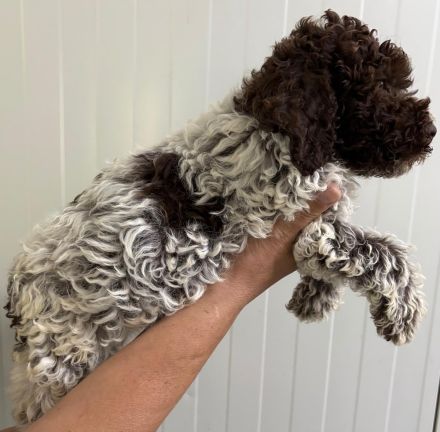 Lagotto Romagnolo Rüde Ugo, ENCI-Ahnentafel, Toskana