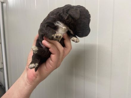 Lagotto Romagnolo Welpen, Rüde und Hündin, ENCI-Ahnentafel, Toskana