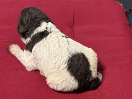 Lagotto Romagnolo Welpen, Rüde und Hündin, ENCI-Ahnentafel, Toskana