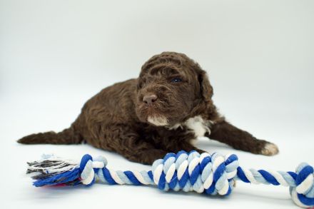 Lagotto Romagnolo Welpen, Rüde und Hündin, ENCI-Ahnentafel, Toskana