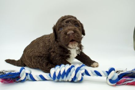 Lagotto Romagnolo Welpen, Rüde und Hündin, ENCI-Ahnentafel, Toskana