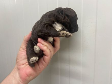 Lagotto Romagnolo Welpen, Rüde und Hündin, ENCI-Ahnentafel, Toskana