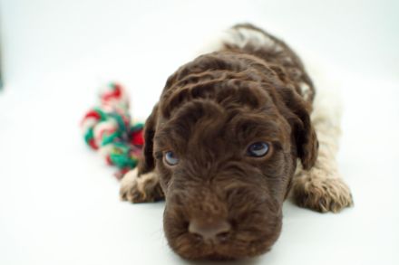 Lagotto Romagnolo Welpen, Rüde und Hündin, ENCI-Ahnentafel, Toskana