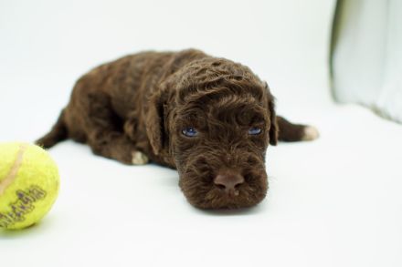 Lagotto Romagnolo Welpen, Rüde und Hündin, ENCI-Ahnentafel, Toskana