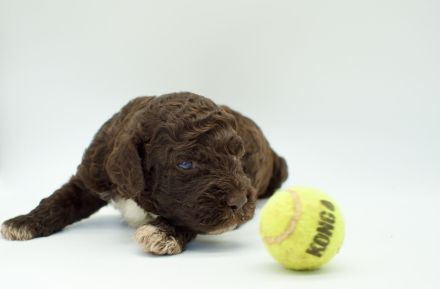 Lagotto Romagnolo Welpen, Rüde und Hündin, ENCI-Ahnentafel, Toskana