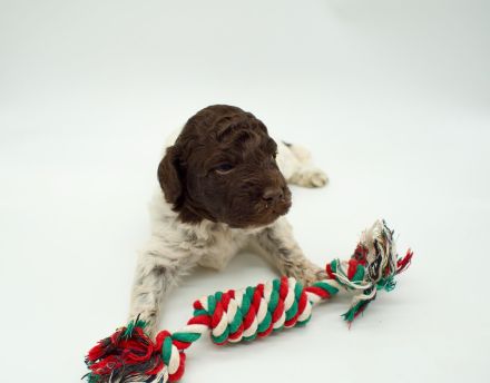 Lagotto Romagnolo Welpen, Rüde und Hündin, ENCI-Ahnentafel, Toskana