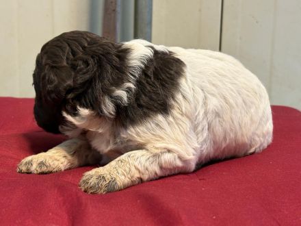 Lagotto Romagnolo Welpen, Rüde und Hündin, ENCI-Ahnentafel, Toskana