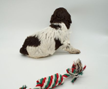 Lagotto Romagnolo Welpen, Rüde und Hündin, ENCI-Ahnentafel, Toskana