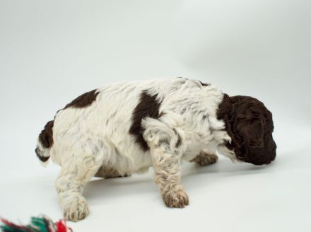 Lagotto Romagnolo Welpen, Rüde und Hündin, ENCI-Ahnentafel, Toskana