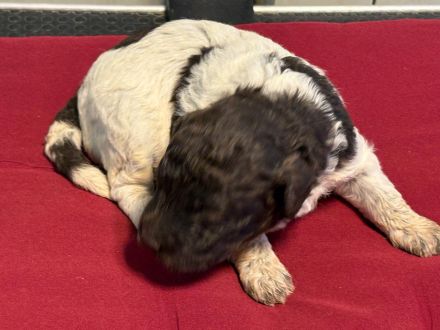 Lagotto Romagnolo Welpen, Rüde und Hündin, ENCI-Ahnentafel, Toskana
