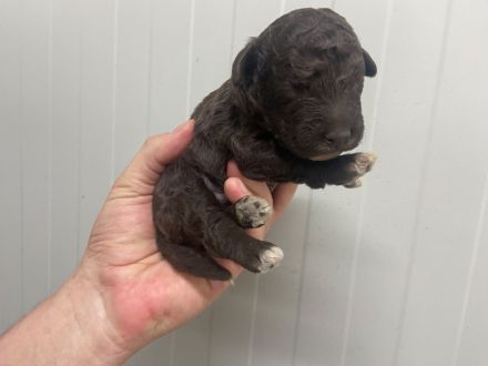 Lagotto Romagnolo Welpen, Rüde und Hündin, ENCI-Ahnentafel, Toskana
