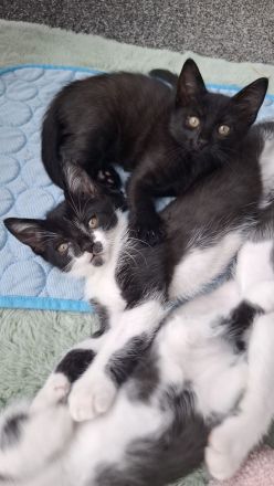 Katzenbabys Kater Katze