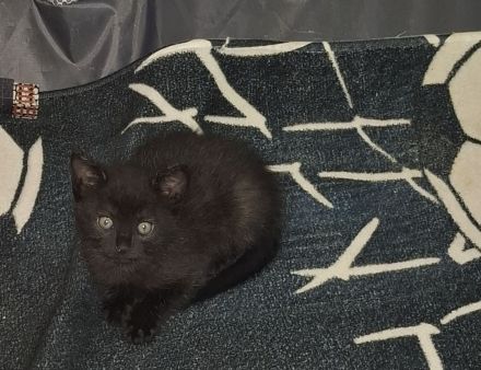 Katzenbabys Kinder