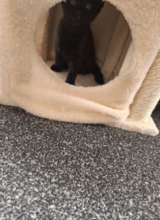 Katzenbabys Kater Katze
