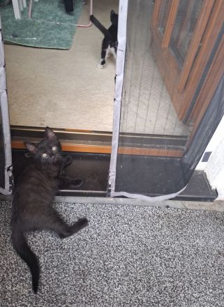 Katzenbabys Kater Katze