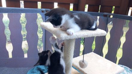 Katzenbabys Kinder