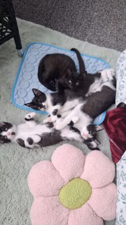 Katzenbabys Kater Katze