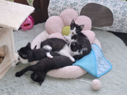 Katzenbabys Kater Katze