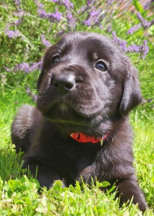Wunderschöne Labrador Mix Welpen