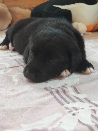Wunderschöne Labrador Mix Welpen