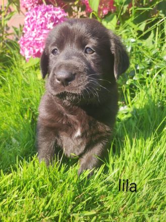 Wunderschöne Labrador Mix Welpen