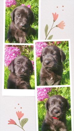 Wunderschöne Labrador Mix Welpen