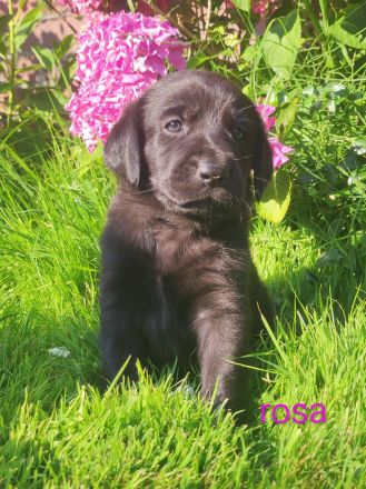 Wunderschöne Labrador Mix Welpen