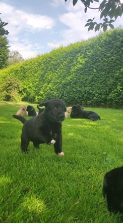 Wunderschöne Labrador Mix Welpen