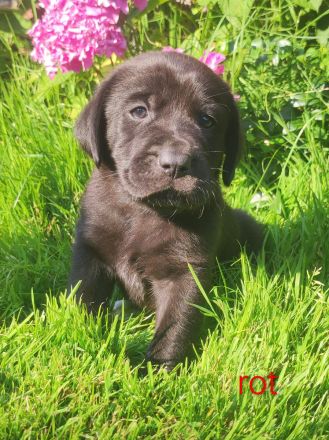 Wunderschöne Labrador Mix Welpen